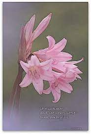 Amaryllis C Nicolette Van Der Walt Amaryllis Flowers Painting
