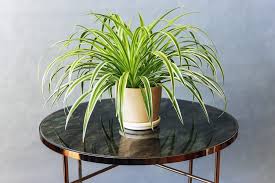 Image result for Chlorophytum