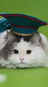 Cat Wallpapers Lockscreen Pin Wallpaper S Captain Hat Hats