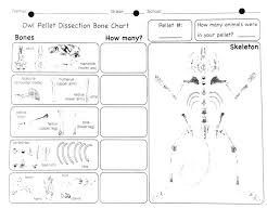 Owl Pellet Dissection Bone Chart Friday June 1 2018