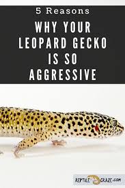 Cage for geckos (20 gallon for two, 10 gallon more for each additional female) 2. 5 Reasons Why Your Leopard Gecko Is Aggressive Reptile Craze