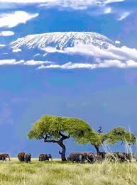 Image result for Olinia chimanimani