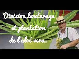 Graphique, modeste d'entretien, elle tient une place à part entière dans nos intérieurs maison bouture vous propose aujourd'hui de tenter l'expérience d'une bouture d'aloe vera et vous explique la méthode pour réussir. Division Bouturage Et Plantation De L Aloe Vera Youtube