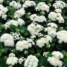 Ageratum Aloha White - Les Serres Caron