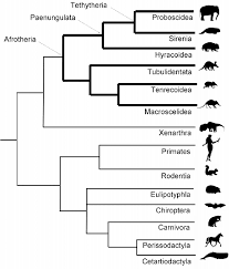 Image result for Phylohydrax