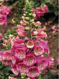 Image result for Digitalis purpurea alba/ red spots