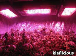 3.4 cmh lec grow lights. Cannabis Grow Light Breakdown Heat Cost Yields Grow Weed Easy