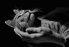 Grieving the loss of a pet cat after euthanasia. How Veterinarians Are Handling Euthanasia During Covid 19 The Conscious Cat