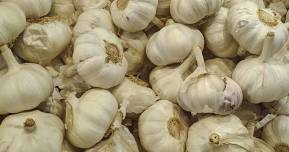 GARDENING ADVENTURES: All About Garlic