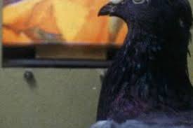 This is exactly what one passionate fancier named elliot lang did when he put all his personal knowledge down on paper and published how to breed, race, win and make money with racing pigeons. Eyesign Only In Pigeon Racing Winning Pigeon Racing And Racing Pigeons Strategies Pigeon Insider