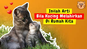 Mimpi kucing beranak/ melahirkan kendati bukan pecinta kucing, sebagian besar orang setuju bahwa anak kucing begitu lucu dan. Arti Kucing Melahirkan Di Rumah Mitos Kucing Melahirkan Di Rumah Kita Pertanda Apa Youtube