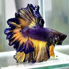 Male bettas are also called fighting fish or siamese fighting fish, and they will fight to the death when forced to live too close to each other. Live Betta Fish Sweden Mustard Feather Tails Fb 1 Male Rare Find Collection Kampfisk