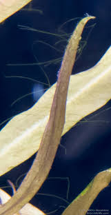 Using Algaefix But Cannot Seem To Win Against The Blue/Green. What Should I  Do? : R/Plantedtank