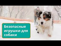kak vybrat igrushku dlya sobaki youtube igrushki dlya sobak sobaki zhivotnye