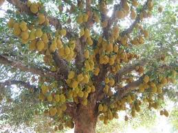 Jackfruit tree is native to southwest india and the fruit is largest tree borne fruit. Jackfruit Farming Farm Advice Farming And Agriculture Community