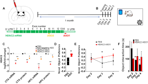 Evidence That An Hdac2 Targeted Aso Persistently Upregulates Cortical Acetylcholine And Dopamine Signaling Via A Creb Gs Positive Feedback Loop Biorxiv