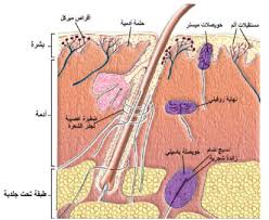 pin by chemistry on الحيوية in 2021 clothes hanger hanger