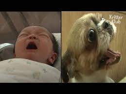 Watch If This Dog S Crying Sounds Like A Baby Cry Kritter Klub Youtube