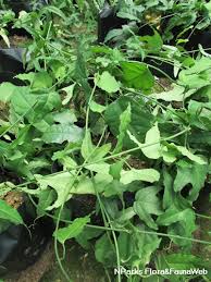 Image result for Microdesmis