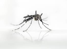 Experts are perhaps most alarmed that this mosquito potentially could become a prime north american vector for a particularly nasty joint and. Yes You Re Being Bugged By A New For Us Anyway Mosquito Orange County Register