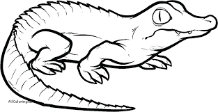 Baby Alligator Cartoon Images