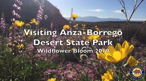 Sand verbena among california dandelions : Anza Borrego Desert State Park Wildflower Bloom 2019 Facebook