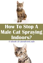 We had the same problem. 13 Delectable Stop Neighbours Cat Spraying My House Bebe