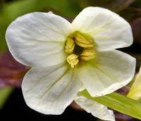 Image result for Berlinia orientalis