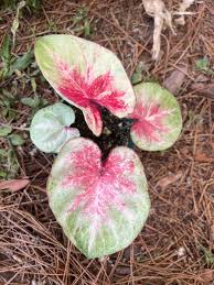 Image result for Caladium