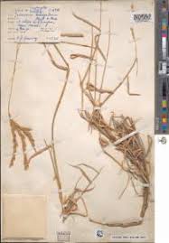 Image result for Ischaemum afrum