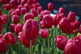Maybe you would like to learn more about one of these? Sea Of Tulips Phil Staines Photography Phil Staines Photography