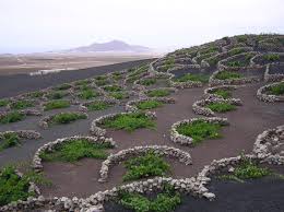 The jardín de cactus is a cactus garden on the island of lanzarote in the canary islands. Lanzarote