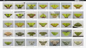 Image result for Vernonia centaureoides