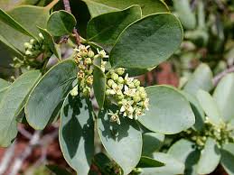 Image result for Santalaceae