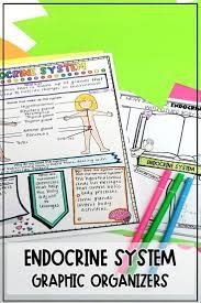 Endocrine Human Body Systems Graphic Organizers Worksheets To Show The Parts And Endocrine System Endocrine System Activities Middle School Science Activities