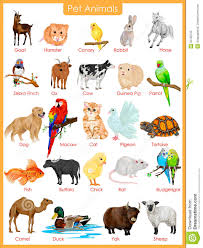 Chart Of Pet Animals Stock Vector Illustration Of Buffalo