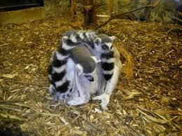 478 happy hollow ln, севьервилл, tn 37876, usa. Rainforest Adventures Coupon Information Zoo Coupons Sevierville Smoky Mountain Navigator