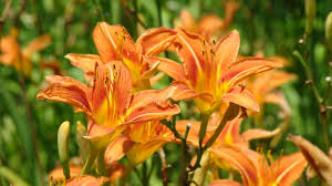 The daylily leafminer (ophiomyia kwansonis) was introduced into the us around 2006 from japan and taiwan, and has quickly spread over the eastern us. Tawny Daylily Tiger Lilies Perennials Low Maintenance Low Maintenance Garden Day Lilies