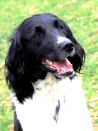 Image result for Velký münsterlandský ohař