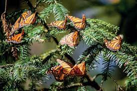 5 Santuarios De La Mariposa Monarca En Michoacan Y Estado De Mexico