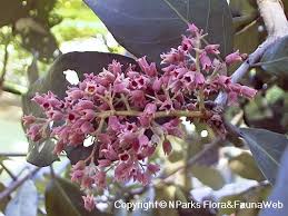 Image result for Heritiera