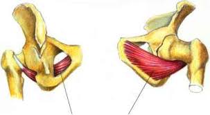 Cabdomen And Pelvis Duustration 104 Muscle Arises