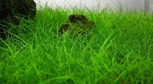 Image result for Eleocharis minima