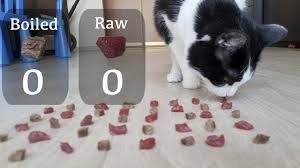 Human food that bengal cats can eat. Raw Or Boiled Meat Which Will The Cat Choose Youtube