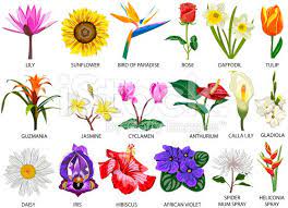 Maybe you would like to learn more about one of these? Set Of Eighteen Colorful Most Common Species Of Flowers Flower Images With Name Colorful Flowers Types Of Flowers