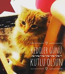 17 Subat Dunya Kediler Gunu Kutlu Olsun Dunyakedilergunu Johnscoffee Coffee Butikkahve Kadikoy Kedi Kahve