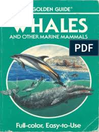 Tante vs ojol terbaru 2021. Whales And Other Marine Mammals A Golden Guide Cetacea Whales