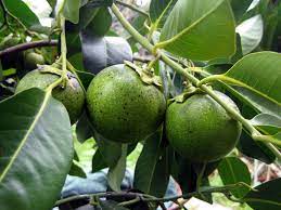 The arkansas black apple tree is an excellent pollinator. How To Grow Black Sapote