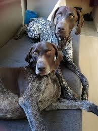 Use our puppy finder at the top of the page to find your perfect puppy from one of the reputable dog breeders in our network and give them a forever home! German Shorthaired Pointer Puppies For Sale Michigan 2020