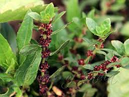 Image result for Bergia